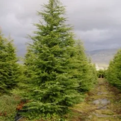 Libanonceder (Cedrus Libani) -Exporteren Tuin Zorgzaam Winkel 20120220143126 17