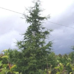 Libanonceder (Cedrus Libani) -Exporteren Tuin Zorgzaam Winkel 20120220143307 17