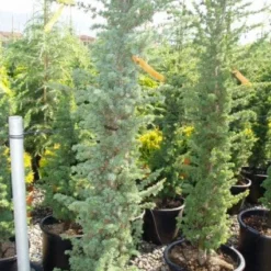 Zuilvormige Ceder (Cedrus Libani 'Fastigiata') -Exporteren Tuin Zorgzaam Winkel 20120220143513 11 1