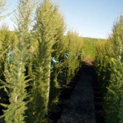 Zuilvormige Ceder (Cedrus Libani 'Fastigiata') -Exporteren Tuin Zorgzaam Winkel 20120220143559 10 1