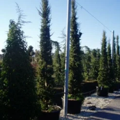 Zuilvormige Ceder (Cedrus Libani 'Fastigiata') -Exporteren Tuin Zorgzaam Winkel 20120220143621 11 1