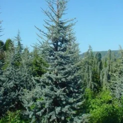 Atlasceder (Cedrus Libani 'Glauca') -Exporteren Tuin Zorgzaam Winkel 20120220143717 23 1