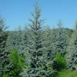 Atlasceder (Cedrus Libani 'Glauca') -Exporteren Tuin Zorgzaam Winkel 20120220143808 23