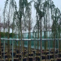 Treurceder Als Boom (Cedrus Libani 'Glauca Pendula') -Exporteren Tuin Zorgzaam Winkel 20120220143948 9