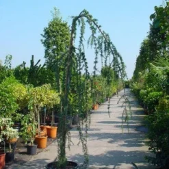 Treurceder Als Boom (Cedrus Libani 'Glauca Pendula') -Exporteren Tuin Zorgzaam Winkel 20120220144034 9