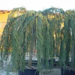 Treurceder Als Boom (Cedrus Libani 'Glauca Pendula') -Exporteren Tuin Zorgzaam Winkel 20120220144057 9