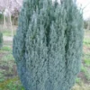 Cypres (Chamaecyparis Lawsoniana 'Ellwoodii') -Exporteren Tuin Zorgzaam Winkel 20120220145022 6