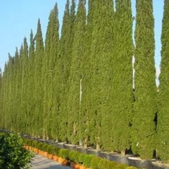 Italiaanse Cypres (Cupressus Sempervirens 'Stricta') -Exporteren Tuin Zorgzaam Winkel 20120220154406 15