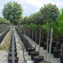 Olijfwilg Als Boom (Elaeagnus Pungens 'Maculata') -Exporteren Tuin Zorgzaam Winkel 20120220160404 8