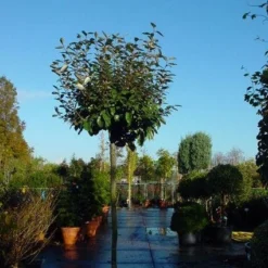 Olijfwilg Als Boom (Elaeagnus Pungens 'Maculata') -Exporteren Tuin Zorgzaam Winkel 20120220160432 8