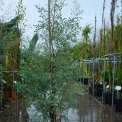 Winterharde Gomboom (Eucalyptus Gunnii) -Exporteren Tuin Zorgzaam Winkel 20120220160905 5