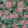 Skimmia (Skimmia Japonica 'Rubella') -Exporteren Tuin Zorgzaam Winkel 20120221150712 8