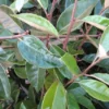 Olijfwilg Op Stam (Elaeagnus Ebbingei) -Exporteren Tuin Zorgzaam Winkel 20120225092925 3