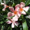 Roze Oleander (Nerium Oleander) -Exporteren Tuin Zorgzaam Winkel 20120225093131 8