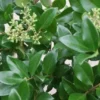 Liguster (Ligustrum Japonicum 'Texanum') -Exporteren Tuin Zorgzaam Winkel 20120225094350 7