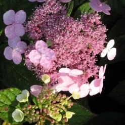 Hortensia (Hydrangea Macrophylla 'Mariesii Perfecta') -Exporteren Tuin Zorgzaam Winkel 20120225172242 2