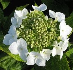 Hortensia (Hydrangea Macrophylla 'Lanarth White') -Exporteren Tuin Zorgzaam Winkel 20120225172724 4