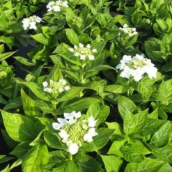 Hortensia (Hydrangea Macrophylla 'Lanarth White') -Exporteren Tuin Zorgzaam Winkel 20120225172750 4