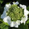 Hortensia (Hydrangea Macrophylla 'Teller White') -Exporteren Tuin Zorgzaam Winkel 20120225173140 4