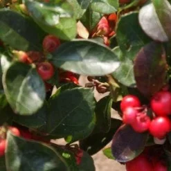 Bergthee / Patrijzenbes (Gaultheria Procumbens) -Exporteren Tuin Zorgzaam Winkel 20120226104835 2