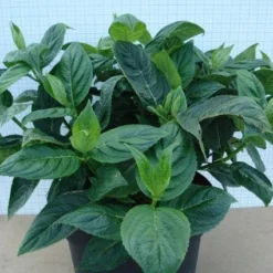 Hortensia (Hydrangea Macrophylla 'Lanarth White') -Exporteren Tuin Zorgzaam Winkel 20120305134546 4