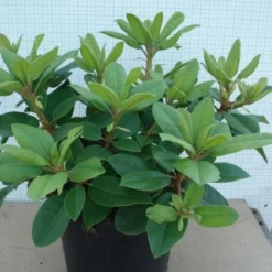 Rhododendron (Rhododendron Catawbiense 'Boursault') -Exporteren Tuin Zorgzaam Winkel 20120305135536 2