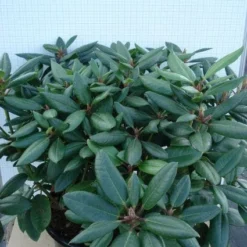 Rhododendron (Rhododendron Catawbiense 'Boursault') -Exporteren Tuin Zorgzaam Winkel 20120305140234 2