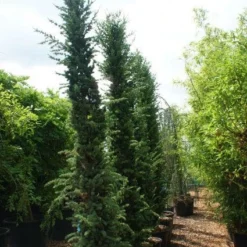 Zuilvormige Ceder (Cedrus Libani 'Fastigiata') -Exporteren Tuin Zorgzaam Winkel 20121003161759 10