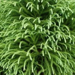 Sikkelden (Cryptomeria Japonica 'Elegans')