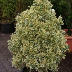 Kardinaalshoed Als Pyramide (Euonymus Japonicus 'Bravo') -Exporteren Tuin Zorgzaam Winkel 20121003163723 3