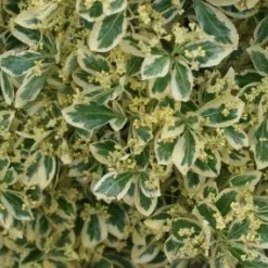 Kardinaalshoed Als Pyramide (Euonymus Japonicus 'Bravo')