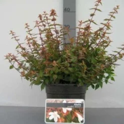 Abelia (Abelia Grandiflora 'Sherwood') -Exporteren Tuin Zorgzaam Winkel 20121016143037 2
