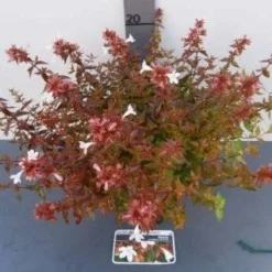 Abelia (Abelia Grandiflora 'Sherwood') -Exporteren Tuin Zorgzaam Winkel 20121017125907 2