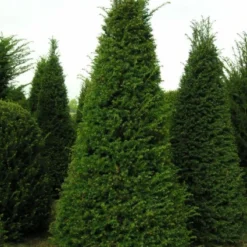 Taxus Als Pyramide (Taxus Baccata) 12 Taxus Als Pyramide (Taxus Baccata) -Exporteren Tuin Zorgzaam Winkel 20121203113006 5 1