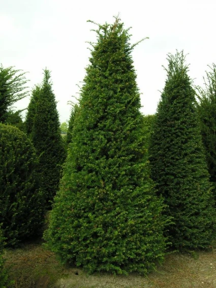 Taxus Als Pyramide (Taxus Baccata) 4 Taxus Als Pyramide (Taxus Baccata) - Afbeelding 2