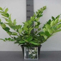 Liguster (Ligustrum Japonicum 'Texanum') 11 Liguster (Ligustrum Japonicum 'Texanum') -Exporteren Tuin Zorgzaam Winkel 20130120144123 7