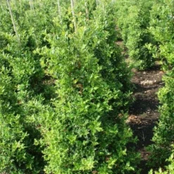 Hulst (Ilex Aquifolium 'Silver Queen') -Exporteren Tuin Zorgzaam Winkel 20130121124351 11 1