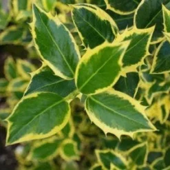 Hulst Op Stam (Ilex 'Argentea Marginata') -Exporteren Tuin Zorgzaam Winkel 20130121124819 1