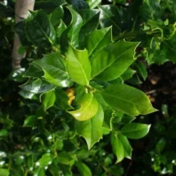 Hulst (Ilex Aquifolium J.C. Van Tol) -Exporteren Tuin Zorgzaam Winkel 20130121125215 11