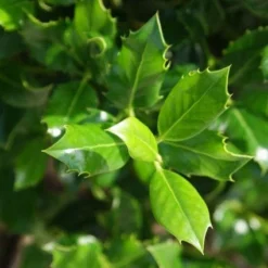Hulst (Ilex Aquifolium J.C. Van Tol) -Exporteren Tuin Zorgzaam Winkel 20130121125258 11