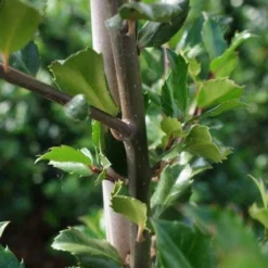 Blauwe Hulst (Ilex Meserveae 'Blue Prince') 17 Blauwe Hulst (Ilex Meserveae 'Blue Prince') -Exporteren Tuin Zorgzaam Winkel 20130121125422 10