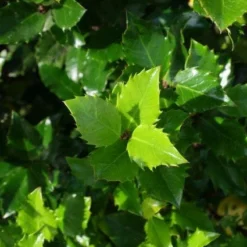 Blauwe Hulst (Ilex Meserveae 'Blue Prince') -Exporteren Tuin Zorgzaam Winkel 20130121125453 10 1