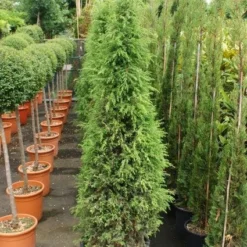 Jeneverbes (Juniperus Communis 'Hibernica') -Exporteren Tuin Zorgzaam Winkel 20130121125813 7 1