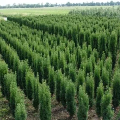 Zuiltaxus (Taxus Baccata 'Fastigiata Robusta') -Exporteren Tuin Zorgzaam Winkel 20130121131927 17 1