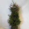 Levensboom (Thuja Plicata 'Gelderland') -Exporteren Tuin Zorgzaam Winkel 20130122154607 8 1