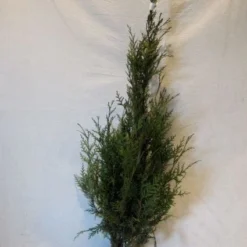 Levensboom (Thuja Plicata 'Atrovirens') -Exporteren Tuin Zorgzaam Winkel 20130122155900 16 1