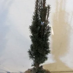 Zuiltaxus (Taxus Baccata 'Fastigiata Robusta') -Exporteren Tuin Zorgzaam Winkel 20130125132756 17 1