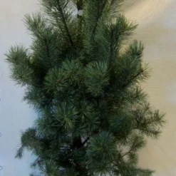 Grove Den, Solitair (Pinus Sylvestris) -Exporteren Tuin Zorgzaam Winkel 20130125134826 18