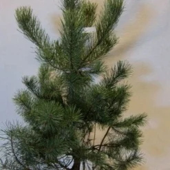 Grove Den, Solitair (Pinus Sylvestris) -Exporteren Tuin Zorgzaam Winkel 20130125134849 18
