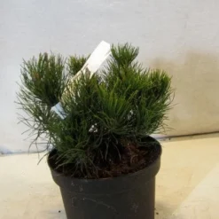Bergden (Pinus Mugo Mughus) -Exporteren Tuin Zorgzaam Winkel 20130125135845 13